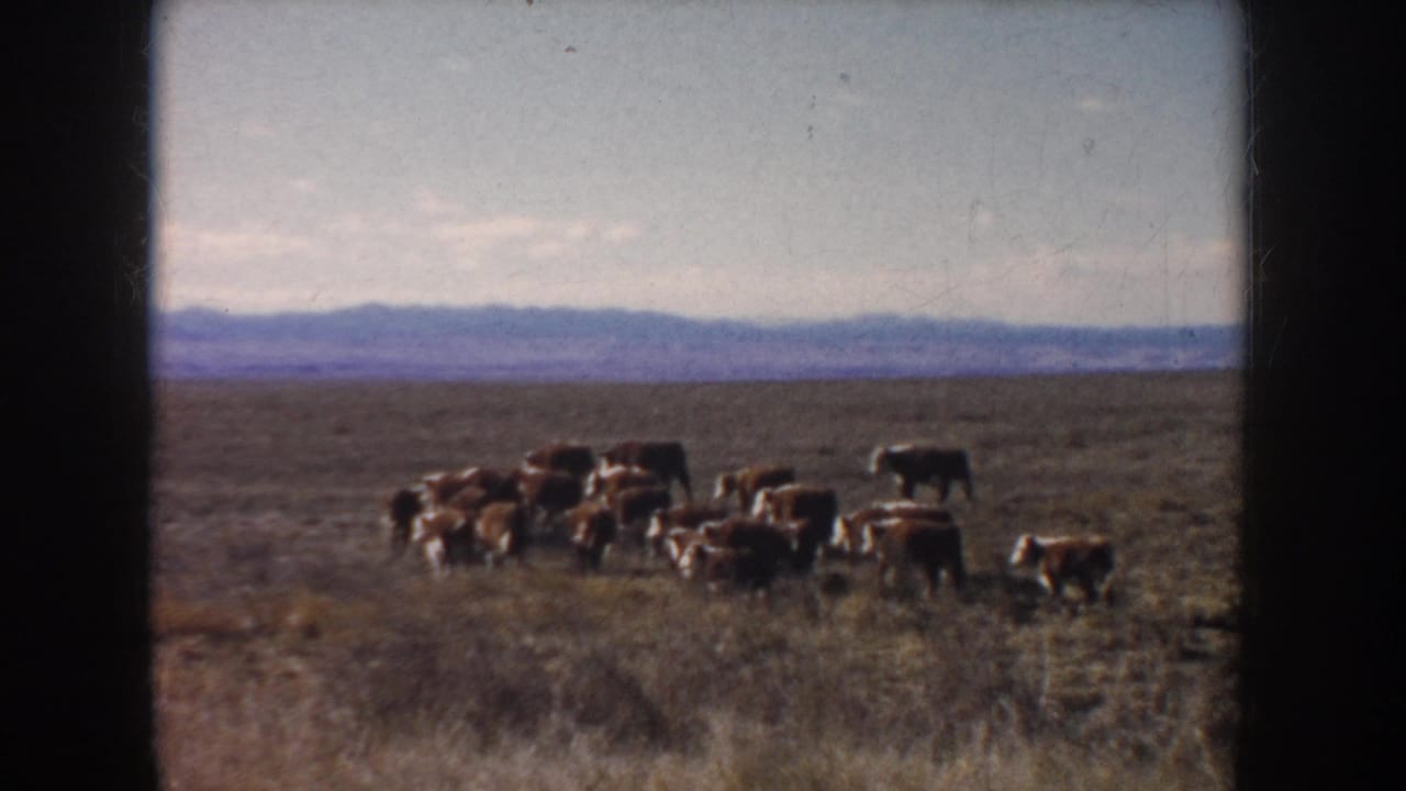 Brown and white cattle move across a dry South Dakota field in 1953 8mm home-movie footage, with distant hills on the horizon.