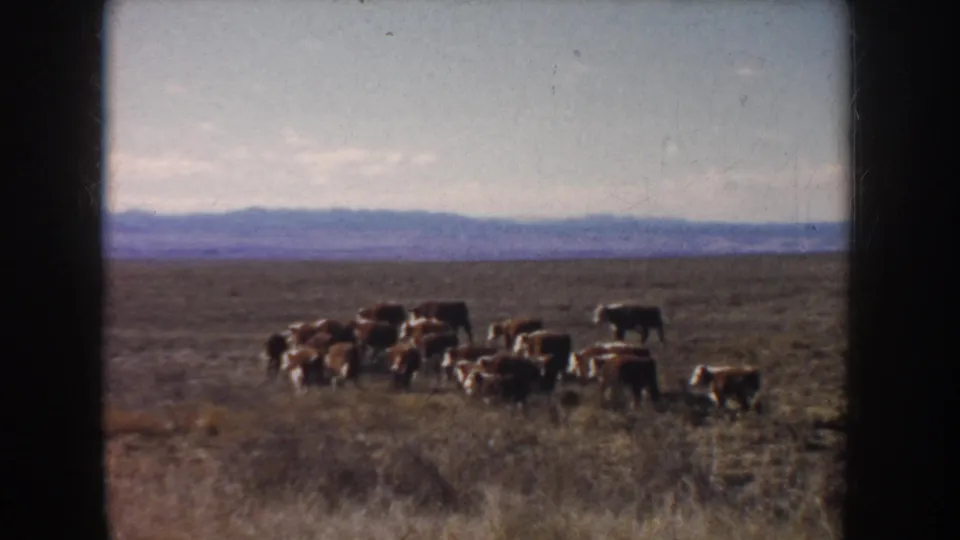 Brown and white cattle move across a dry South Dakota field in 1953 8mm home-movie footage, with distant hills on the horizon.