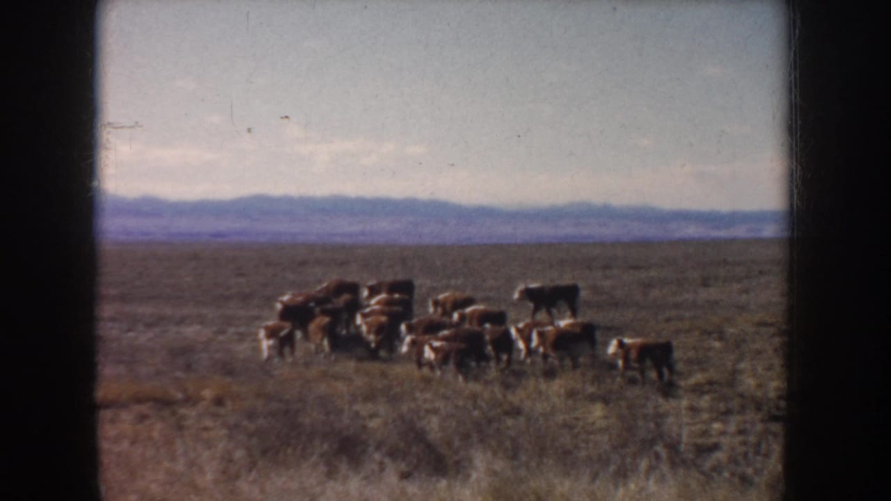 Cattle walk through an open South Dakota pasture in archival 1953 8mm footage, framed by dry grass and a hazy horizon.