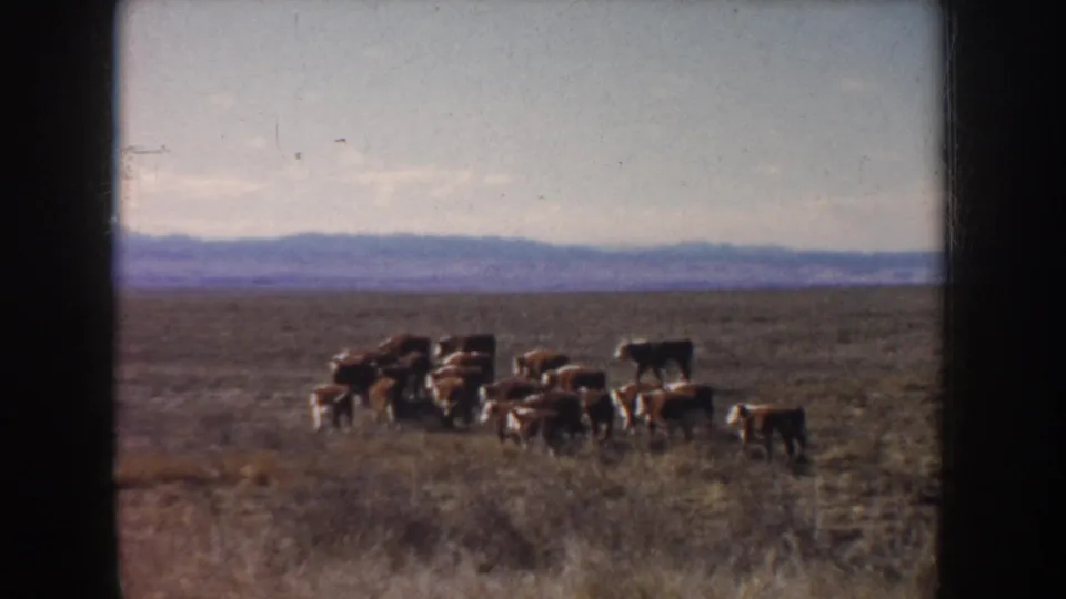 Cattle walk through an open South Dakota pasture in archival 1953 8mm footage, framed by dry grass and a hazy horizon.