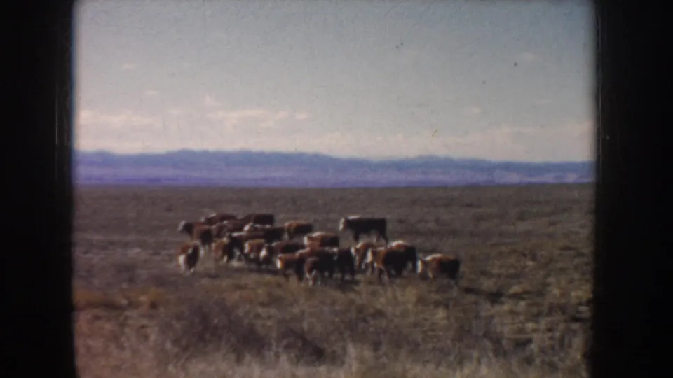 The herd appears lower in the frame as it crosses dry South Dakota grassland, with a bluish distant ridge behind it.