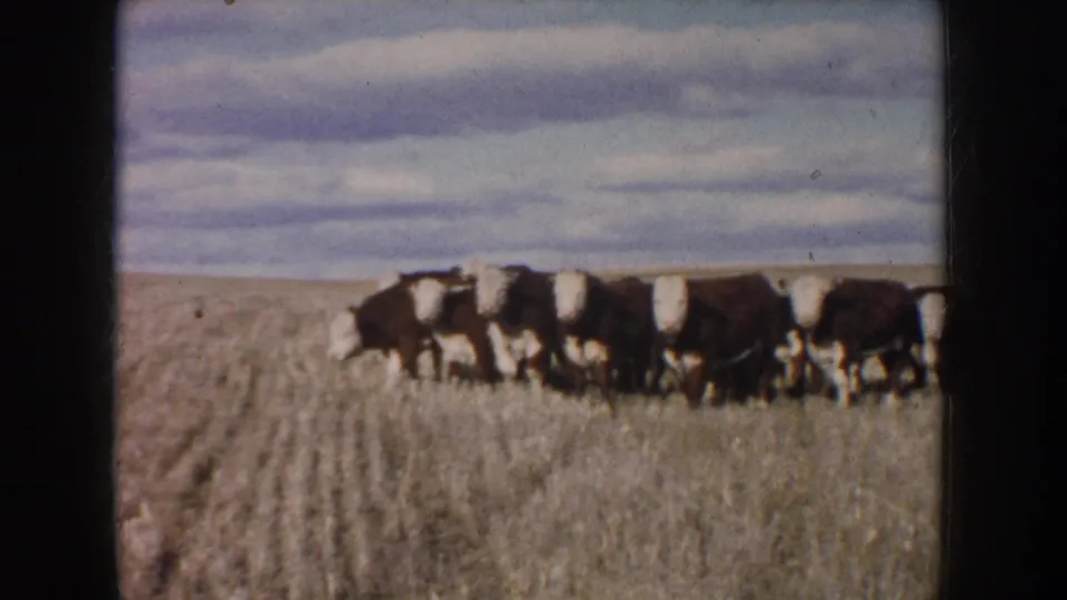 A closer 1953 South Dakota 8mm view shows brown and white cows walking through tall dry grass beneath layered clouds.