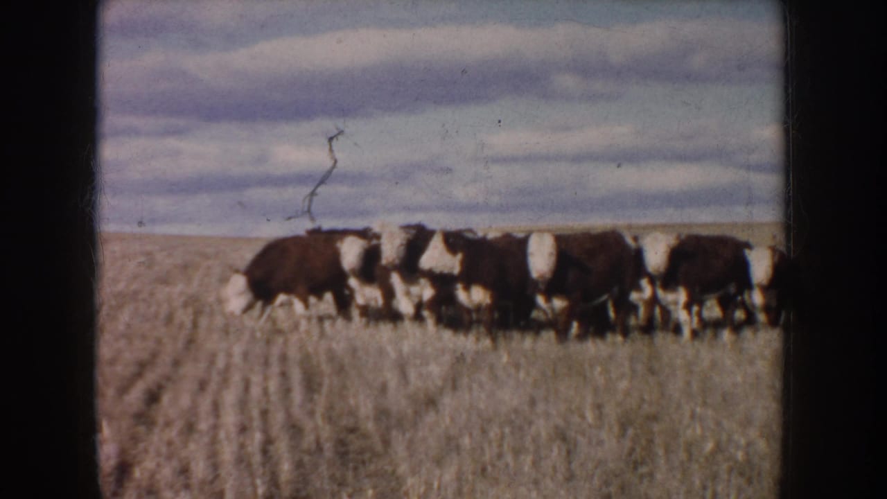 1953 South Dakota 8mm frame showing brown and white cattle moving through a dry harvested field beneath a cloudy sky.