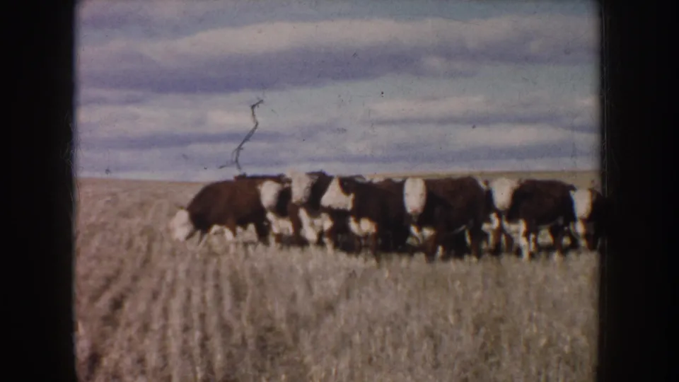 1953 South Dakota 8mm frame showing brown and white cattle moving through a dry harvested field beneath a cloudy sky.