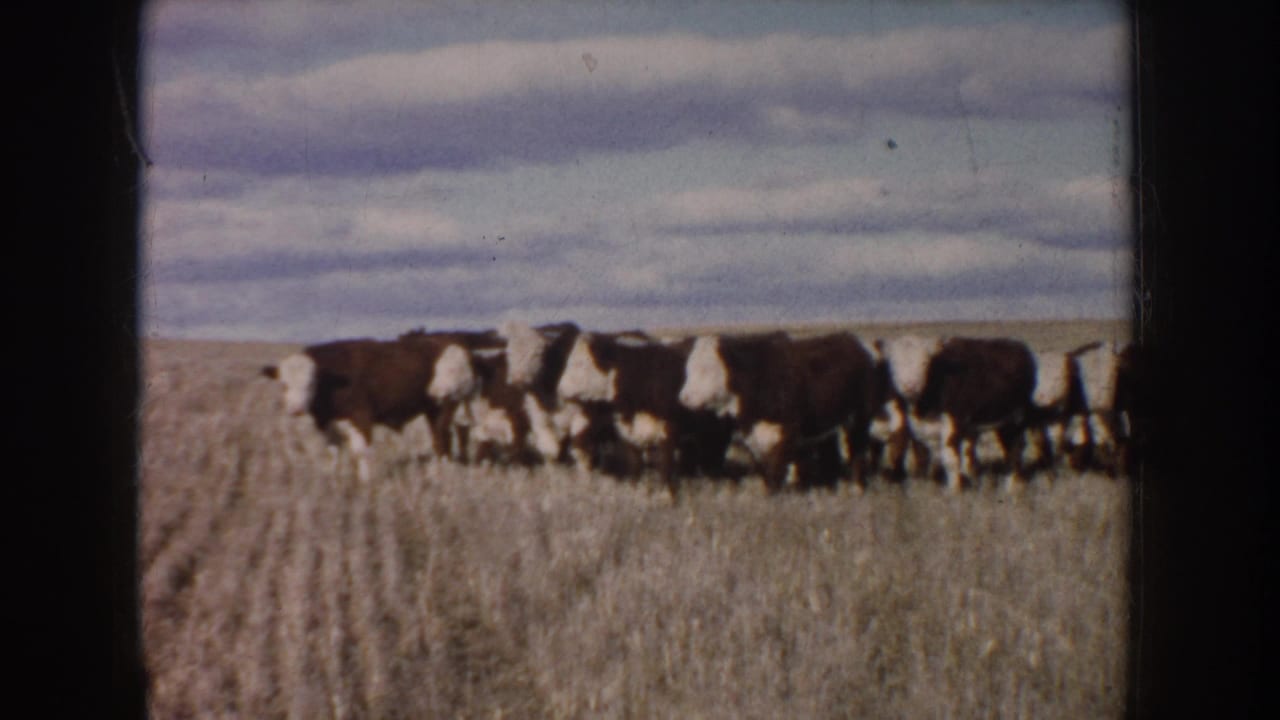 Cattle continue walking in a line through a dry field with clouds overhead.