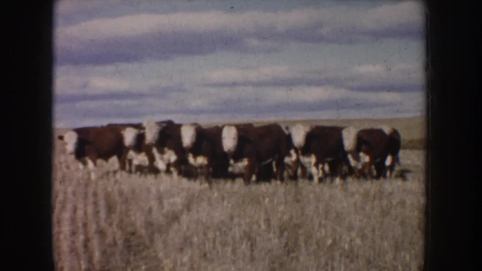1953 South Dakota 8mm still showing clustered brown and white cattle passing through a harvested field.