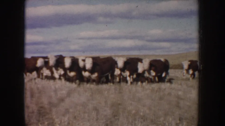 1953 South Dakota 8mm frame of cattle filling the foreground as they move across a dry, harvested field.