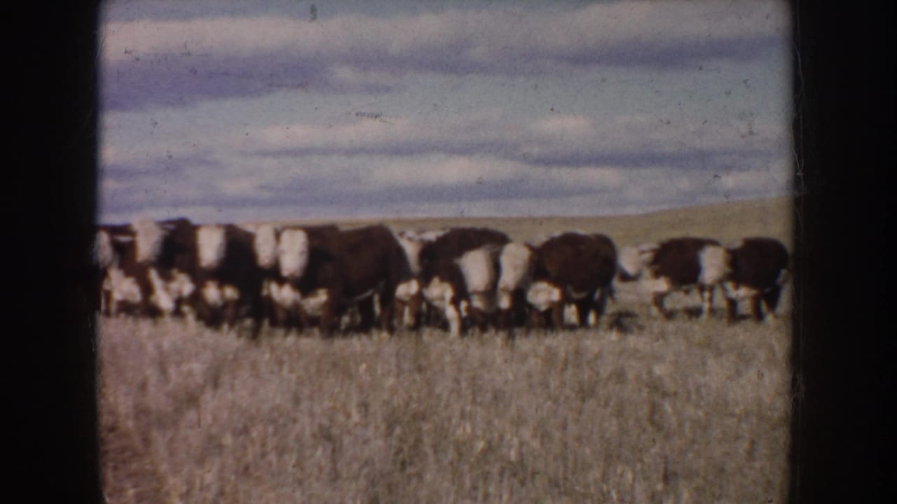 1953 South Dakota 8mm frame showing brown and white Hereford cattle moving across a dry pasture beneath layered clouds.