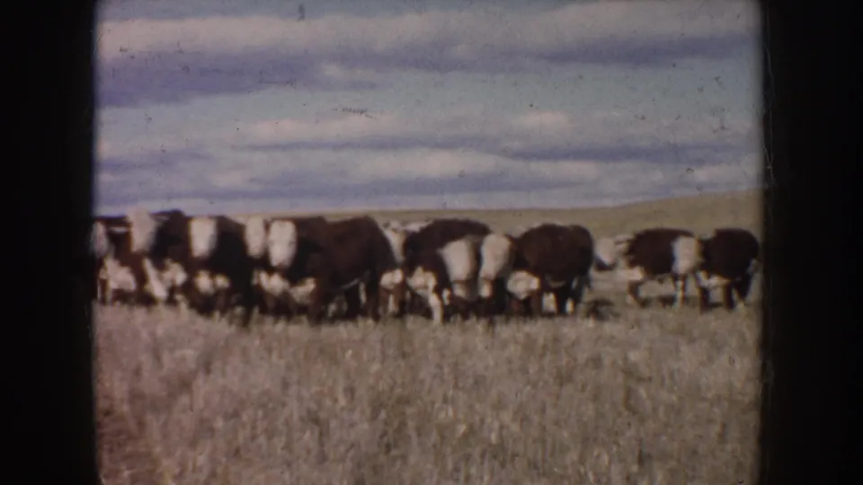 1953 South Dakota 8mm frame showing brown and white Hereford cattle moving across a dry pasture beneath layered clouds.