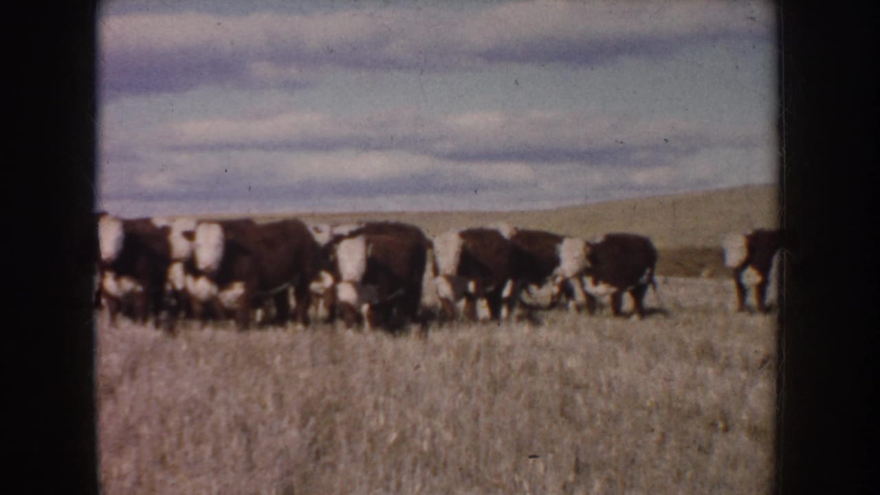 1953 South Dakota cattle herd seen in soft 8mm color, moving across dry grass with low rolling hills in the background.