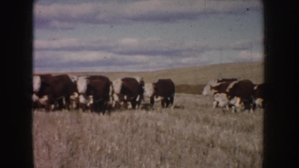 1953 South Dakota home-movie frame of Hereford cattle passing through a dry field, with cloudy sky and pastureland behind them.