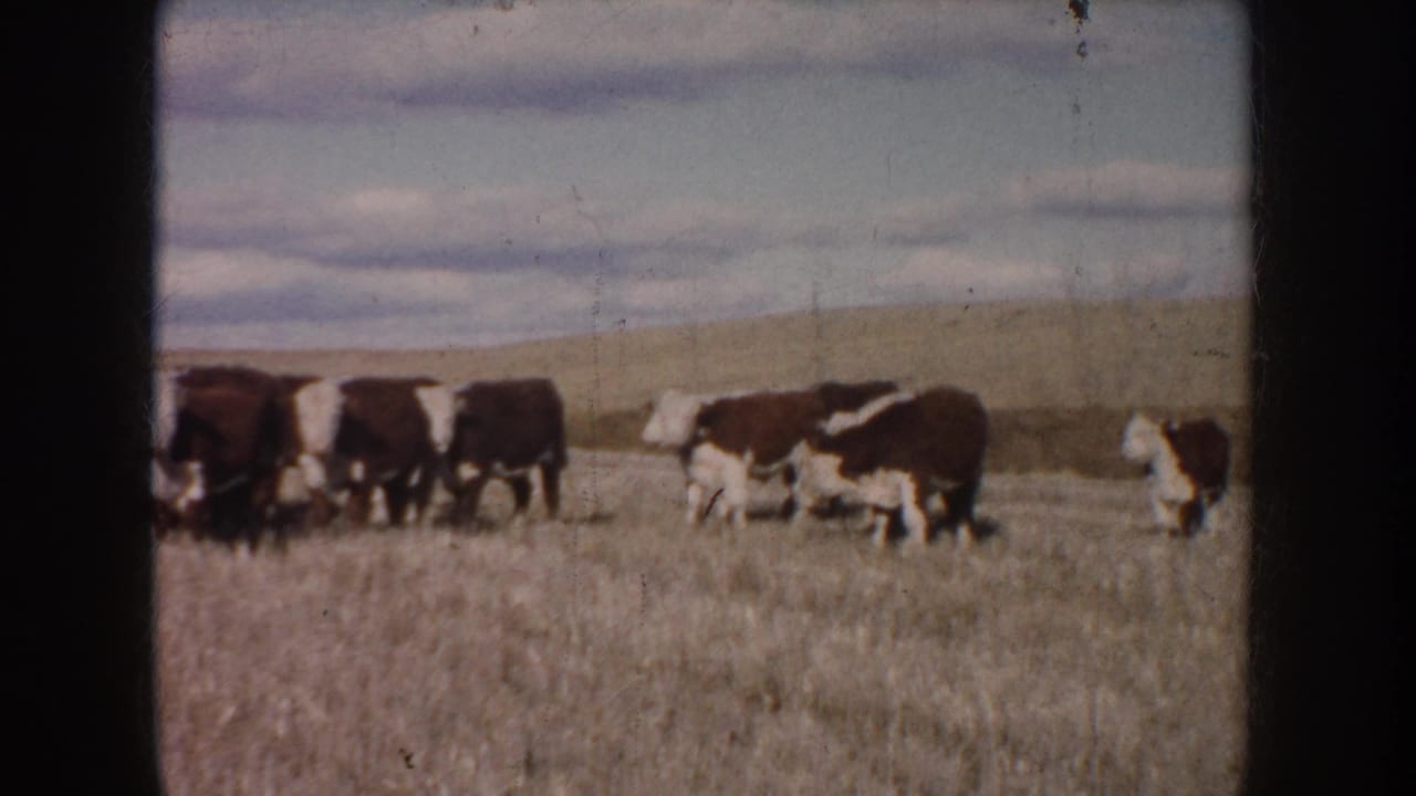 1953 South Dakota 8mm frame showing Hereford cattle spread across dry grass with low hills and cloudy sky behind them.