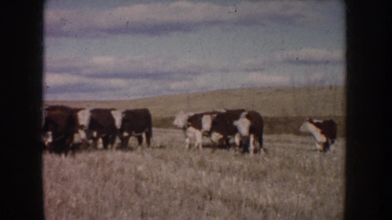 A small herd of cattle stands and grazes across an open grass field.