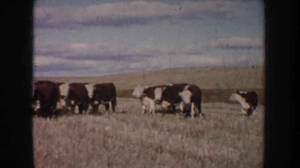 The herd remains spread across the South Dakota pasture, with several Hereford cattle grazing near a low horizon.