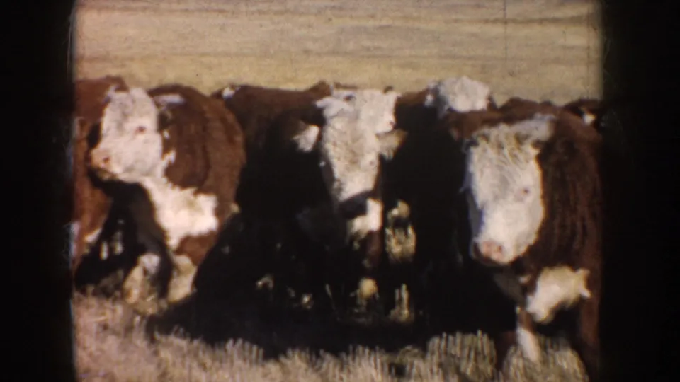 Closer 8mm view of Hereford cattle facing the camera in a dry South Dakota field, with soft focus and strong film texture.