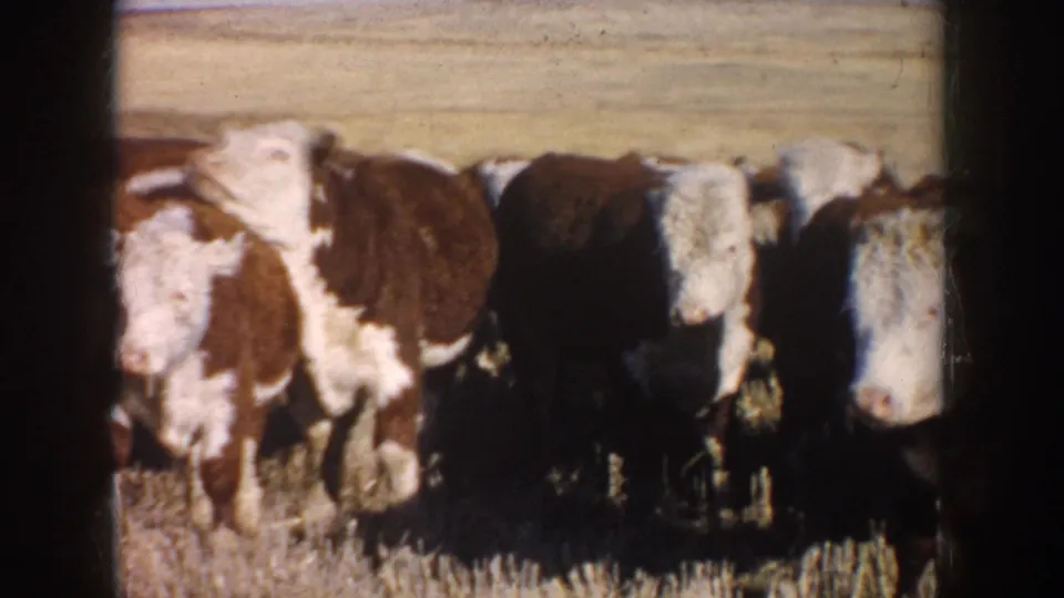 A close herd view shows brown and white cattle clustered in the South Dakota grassland, framed by visible 8mm film borders.