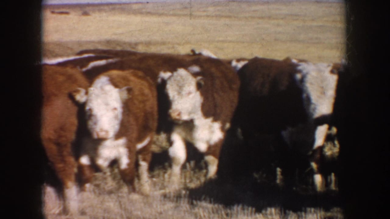 1953 South Dakota 8mm frame showing a small group of Hereford cattle in a dry winter field, several facing the camera.