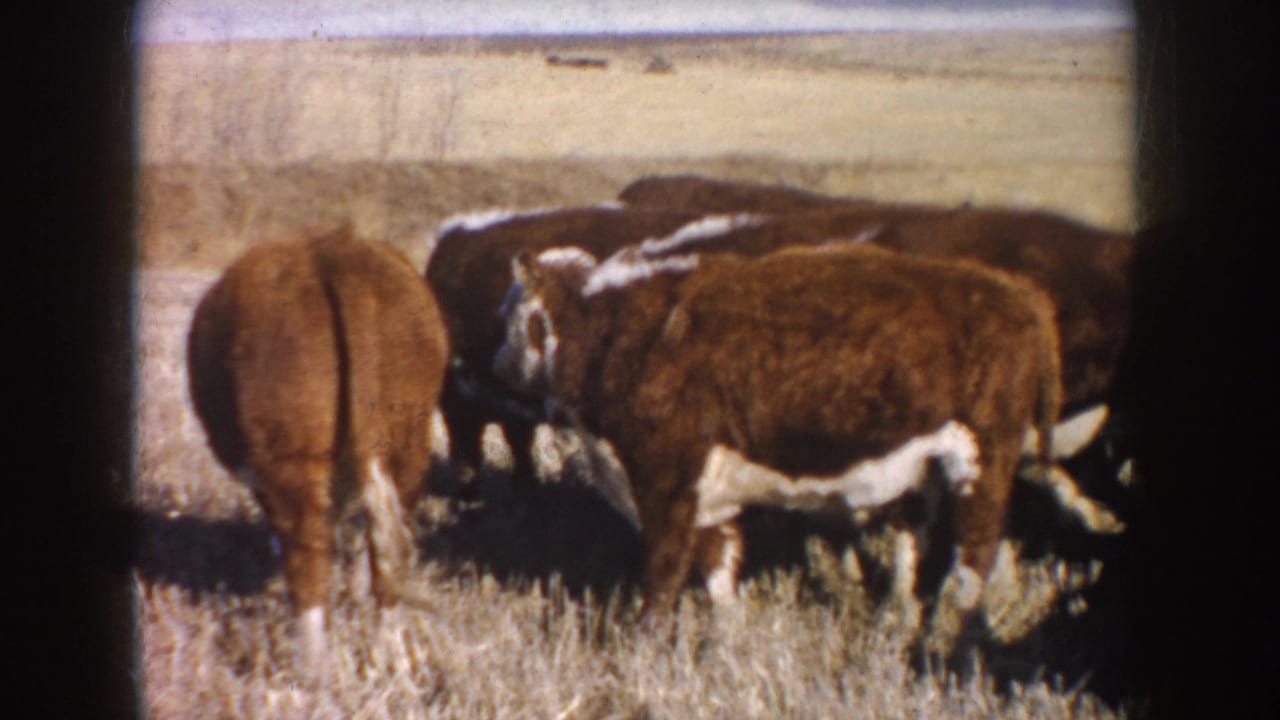 Several cattle graze and stand in a dry field, including one animal turned away from the camera.