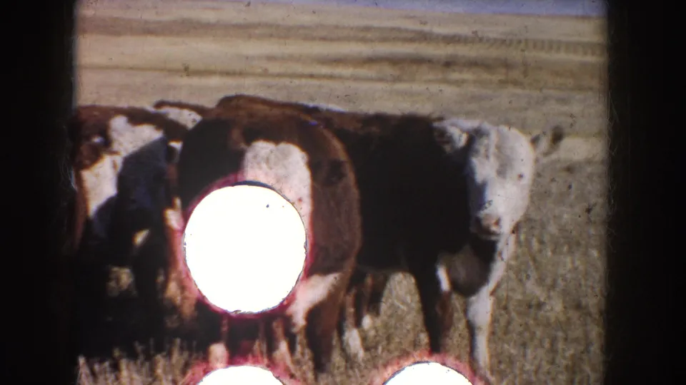 1953 South Dakota 8mm frame of Hereford cattle in a dry field, partly obscured by a large circular light-burn mark.