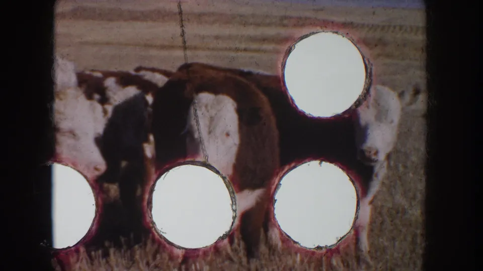 1953 South Dakota 8mm frame showing cattle in winter grass with multiple circular light-burn marks across the image.