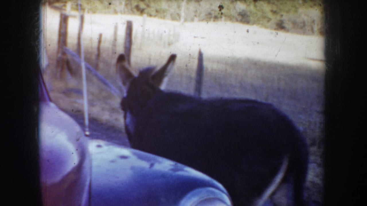 1955 Idaho 8mm frame showing a dark donkey near parked or stopped mid-century cars on a rural road, with fence posts behind it.