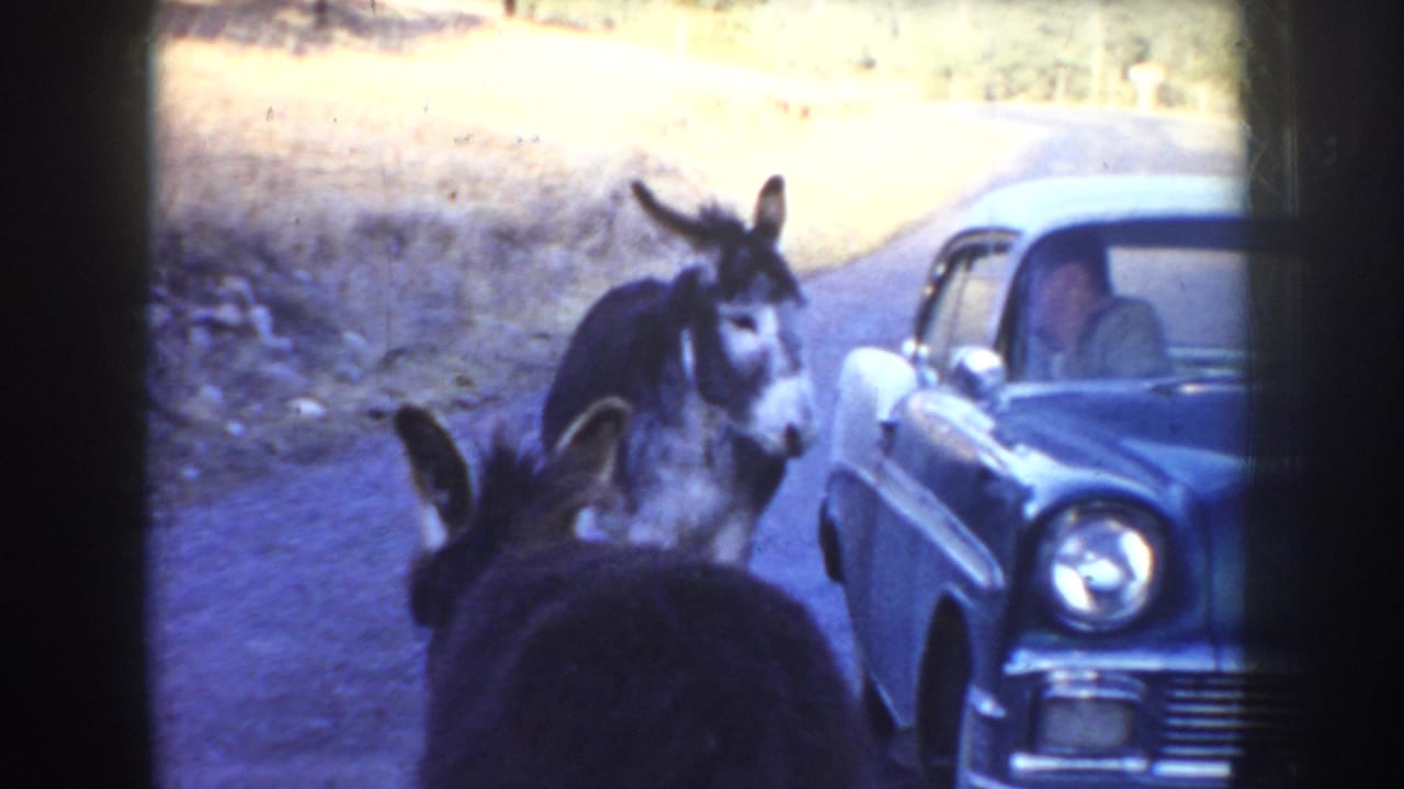 In supplied 1955 Idaho 8mm footage, two donkeys approach a blue mid-century sedan on an unpaved road as a driver looks out.