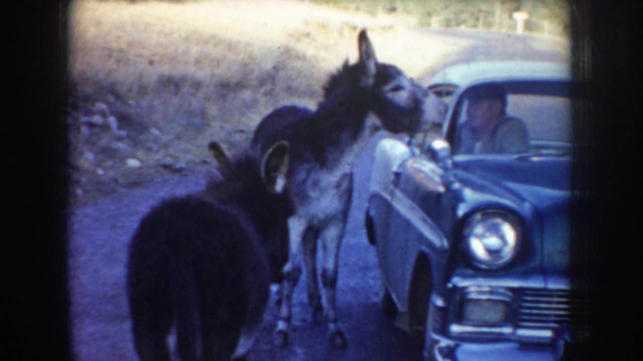 A donkey stands close to the passenger side of a blue sedan as another donkey faces the road.
