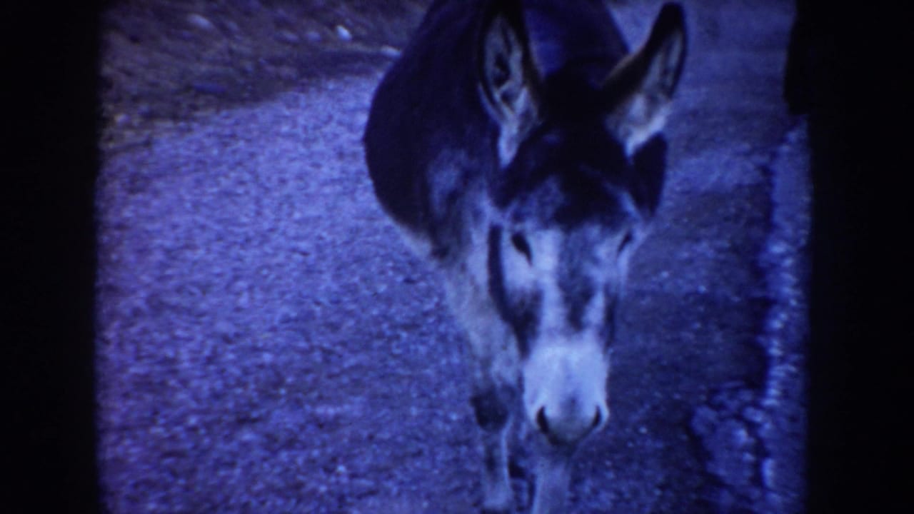 A close handheld 8mm view shows a donkey facing the camera on the rural road, with dark frame edges and blue color shift.
