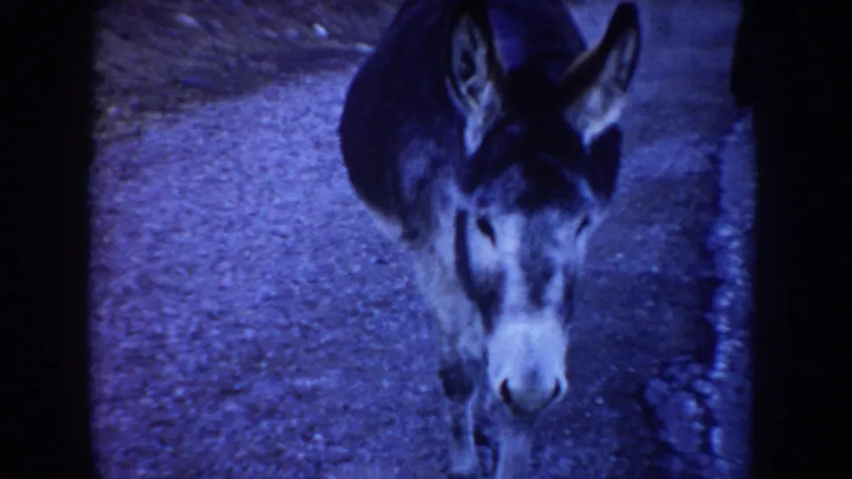 A close handheld 8mm view shows a donkey facing the camera on the rural road, with dark frame edges and blue color shift.