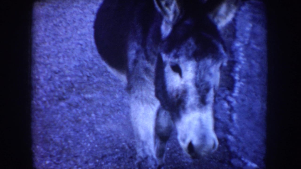 A dark donkey faces the camera at close range on a gravel roadside in the supplied 1955 Idaho home-movie clip.