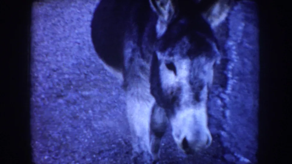 A dark donkey faces the camera at close range on a gravel roadside in the supplied 1955 Idaho home-movie clip.