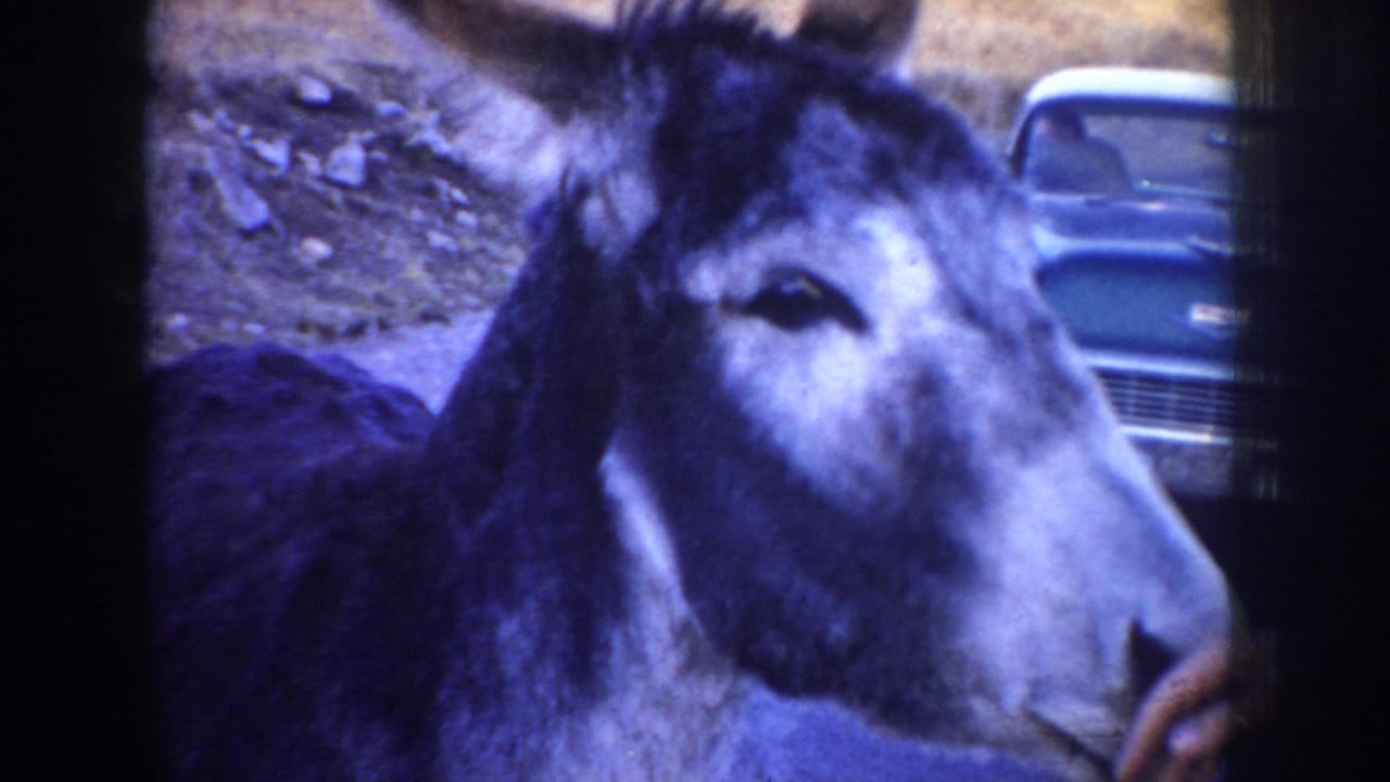 Close side view of a donkey beside a parked classic car.