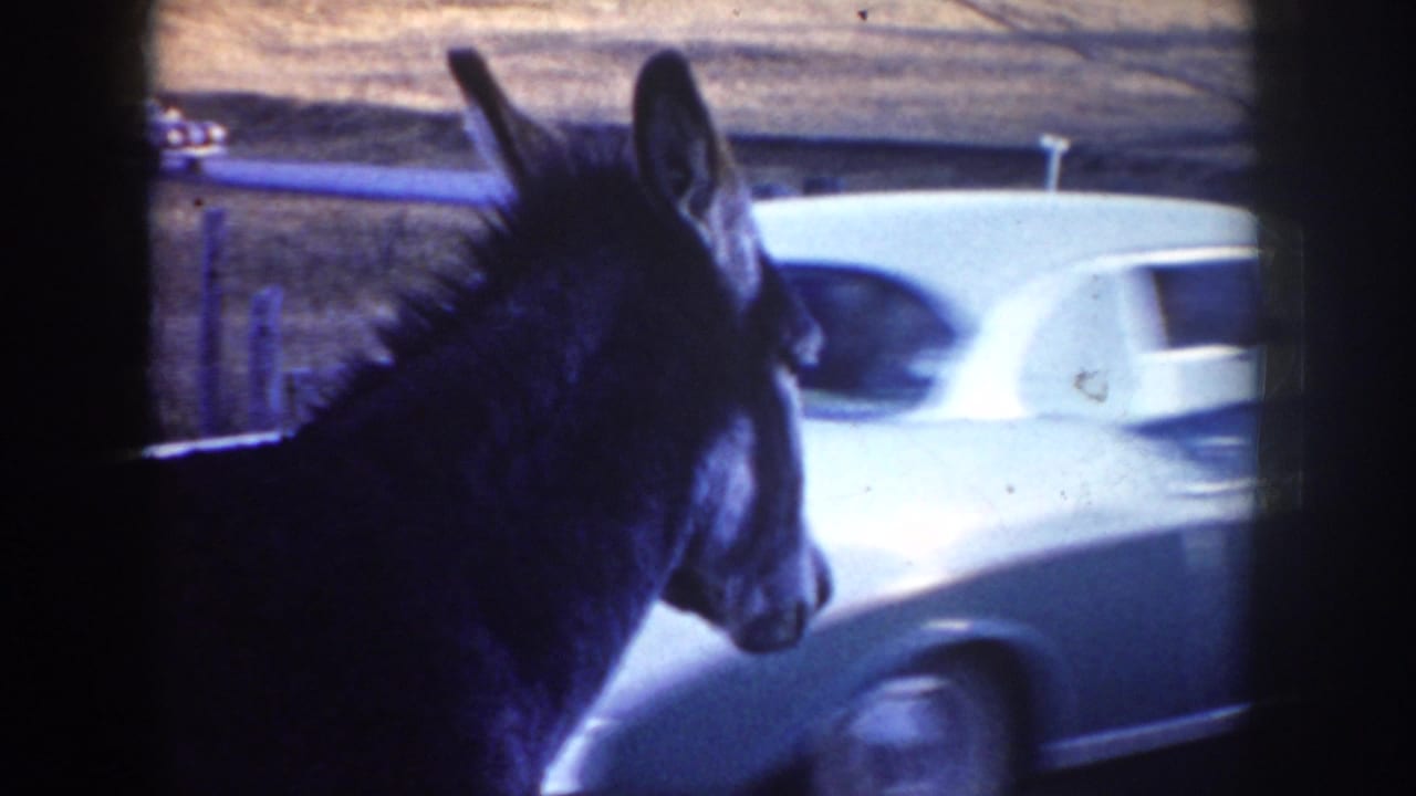 The donkey appears in profile as a white mid-century car passes or sits behind it along the Idaho roadside.