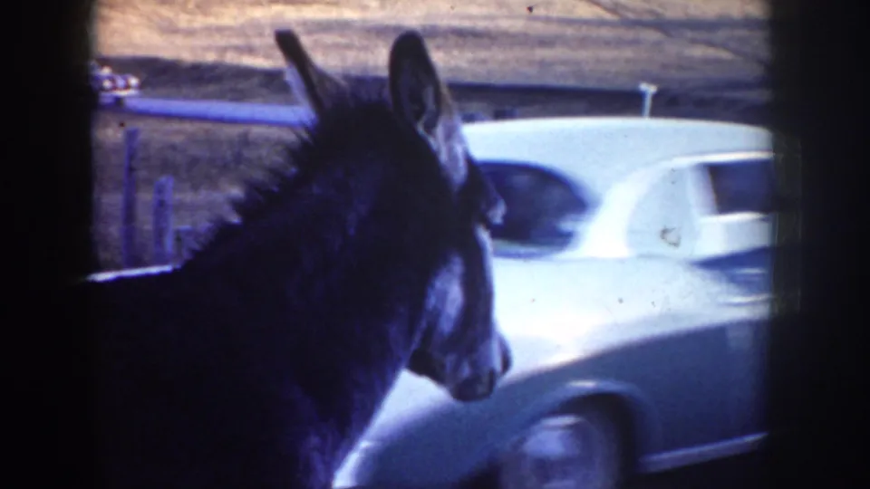 The donkey appears in profile as a white mid-century car passes or sits behind it along the Idaho roadside.