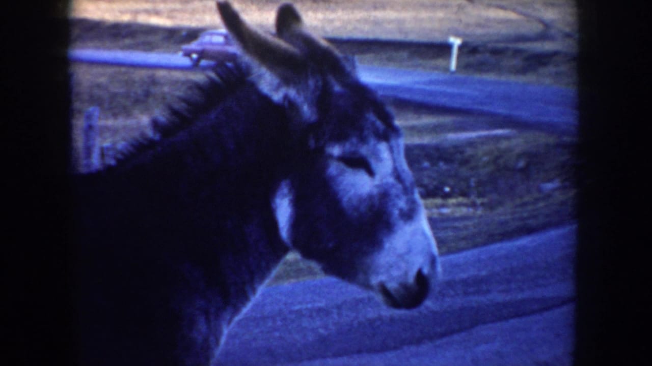 A close profile view shows the donkey beside a paved rural road in the supplied 1955 Idaho home-movie footage.