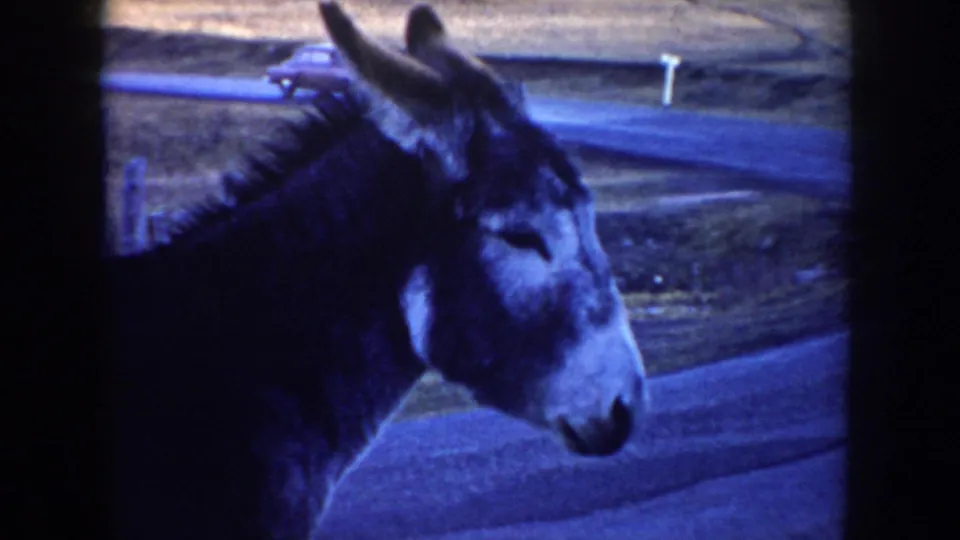 A close profile view shows the donkey beside a paved rural road in the supplied 1955 Idaho home-movie footage.
