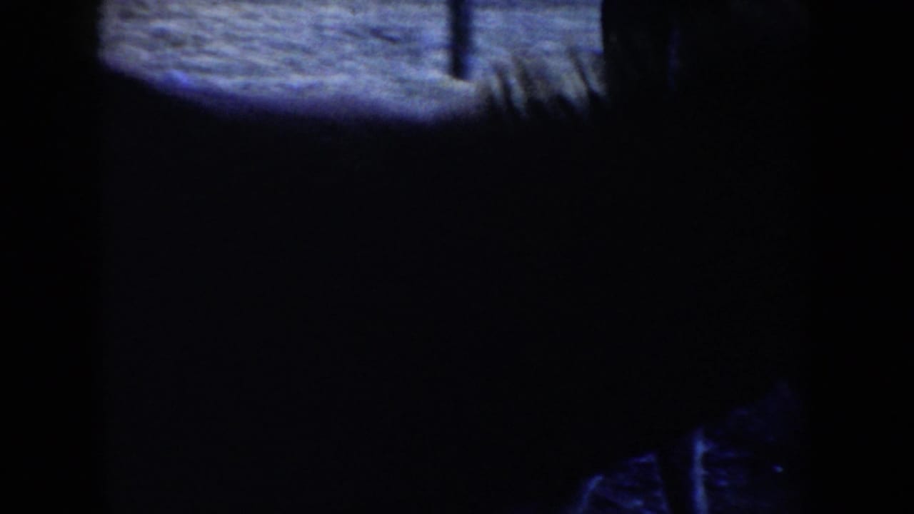 A burro moves through the foreground in soft 8mm focus, partly obscured by dark film edges and handheld framing.