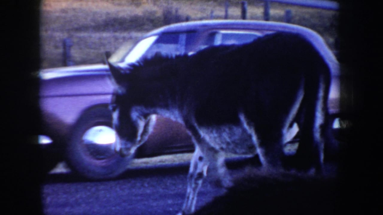 Dark donkey near a roadside in rural Idaho, with part of a mid-century car visible behind it in 1955 home-movie footage.