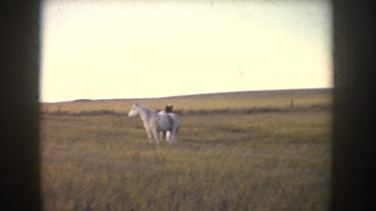 A light-colored horse stands in a wide rural Idaho pasture, seen from a distance in 1955 8mm home-movie footage.