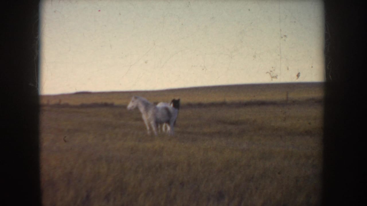1955 Idaho 8mm frame of two light-colored horses in tall grass, with a flat horizon and visible film borders.