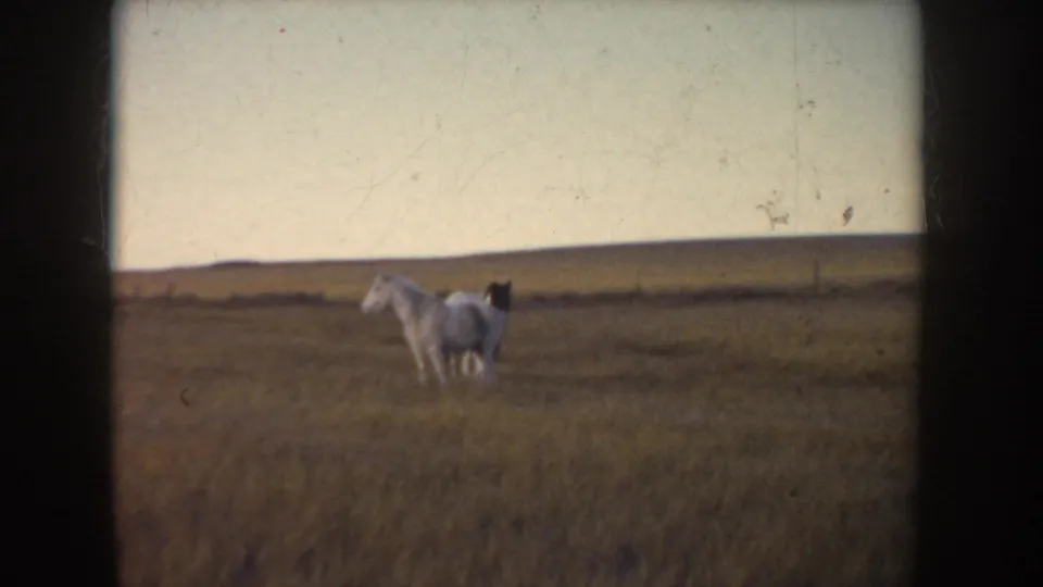 1955 Idaho 8mm frame of two light-colored horses in tall grass, with a flat horizon and visible film borders.