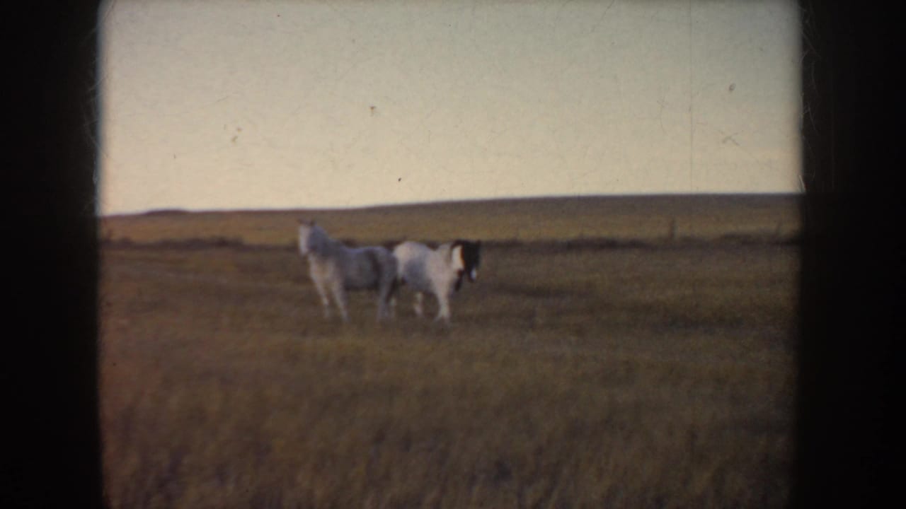 Two horses in an open field, one with a dark face marking.