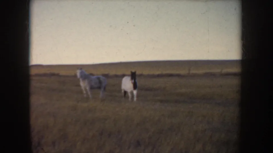 1955 Idaho 8mm frame of two horses standing in tall grass, with the dark-faced horse turned more toward camera.
