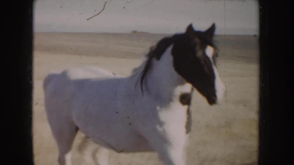 1955 Idaho home-movie close view of a light-colored horse with a dark face marking, filmed in an open grassy landscape.