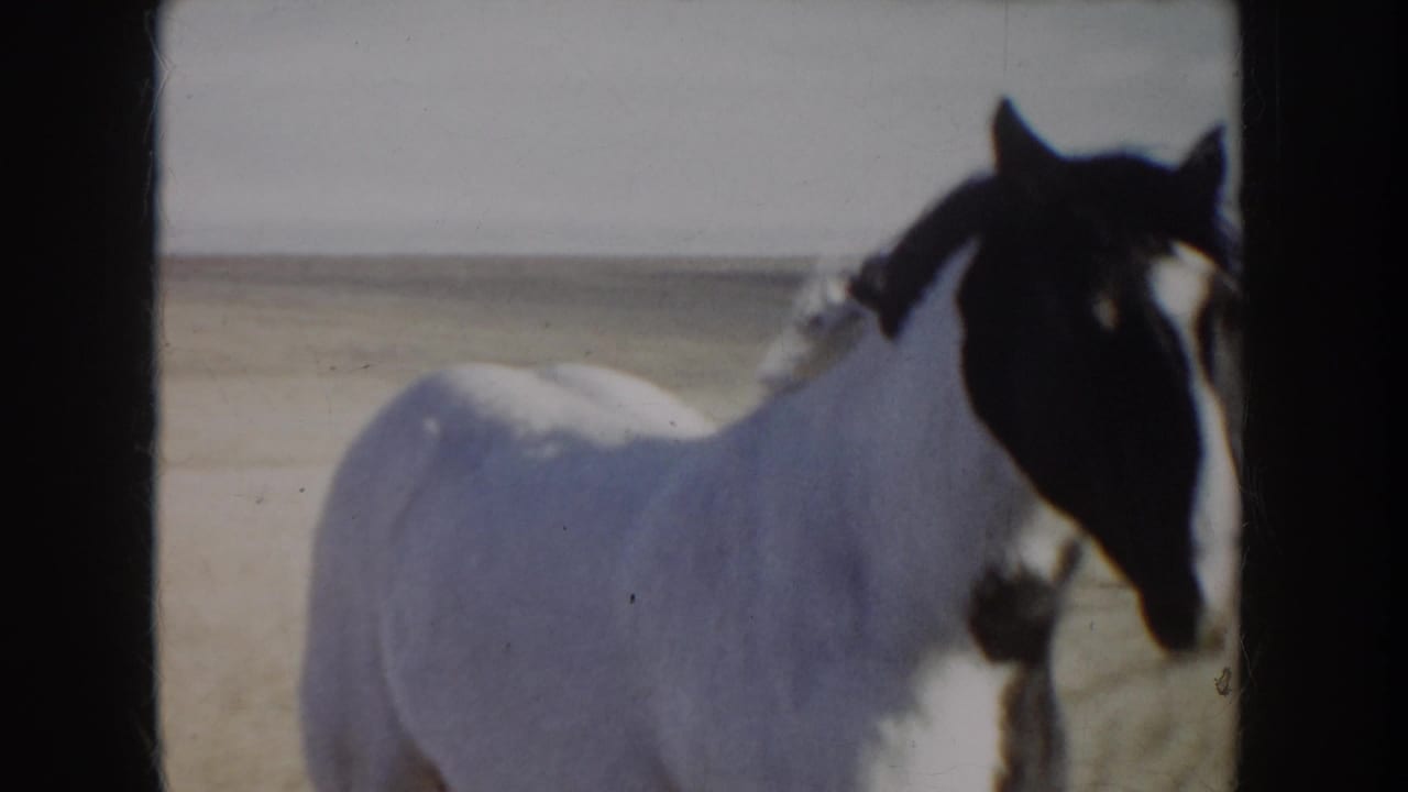 A black-and-white pinto horse stands in a dry Idaho field, seen in soft 1950s 8mm home-movie color.