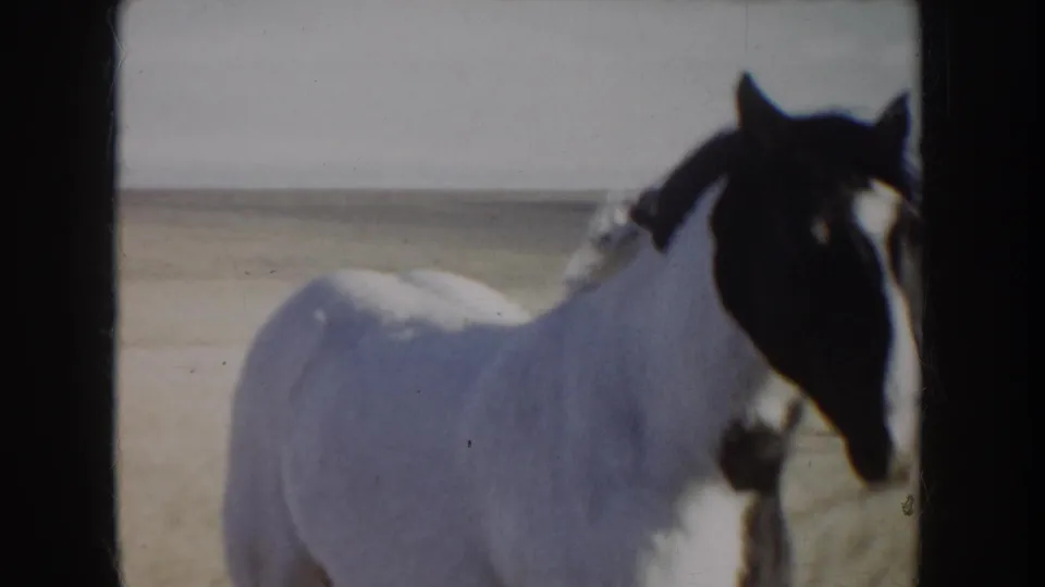 A black-and-white pinto horse stands in a dry Idaho field, seen in soft 1950s 8mm home-movie color.