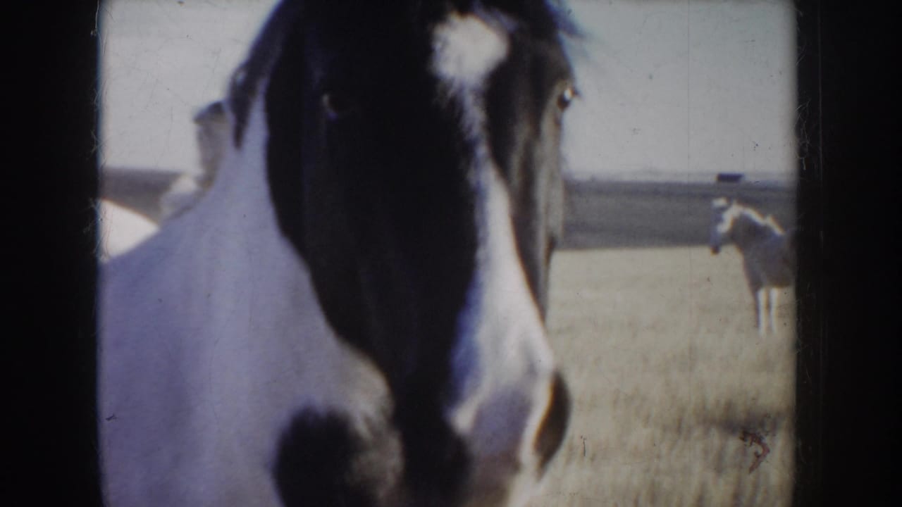 Close view of a pinto horse facing the camera in a dry field.