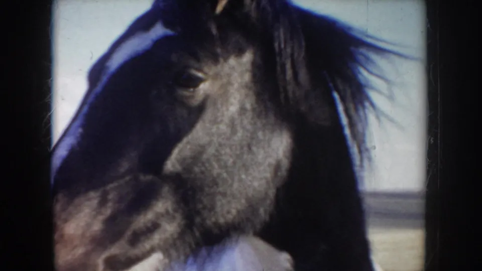 Close-up of the horse's dark head and mane, filmed in soft 8mm focus against the open Idaho landscape.