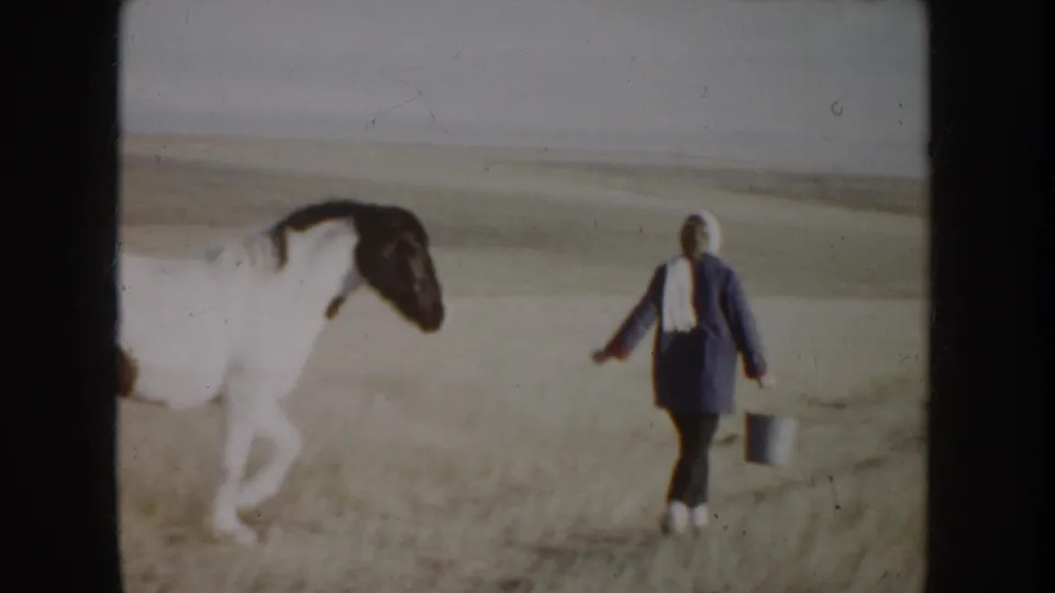 In 1955 Idaho home-movie footage, a person carrying a metal bucket walks near a white horse with dark markings in open grassland.