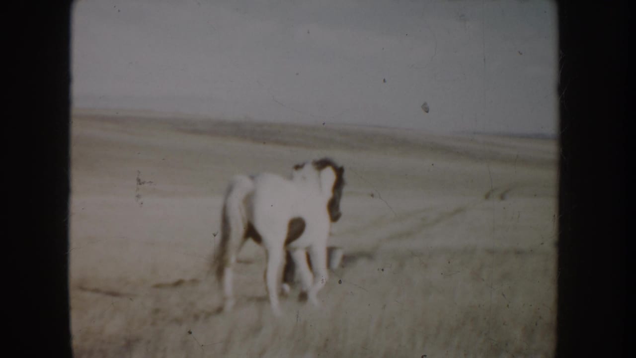 White horse with dark markings standing in a dry open field.